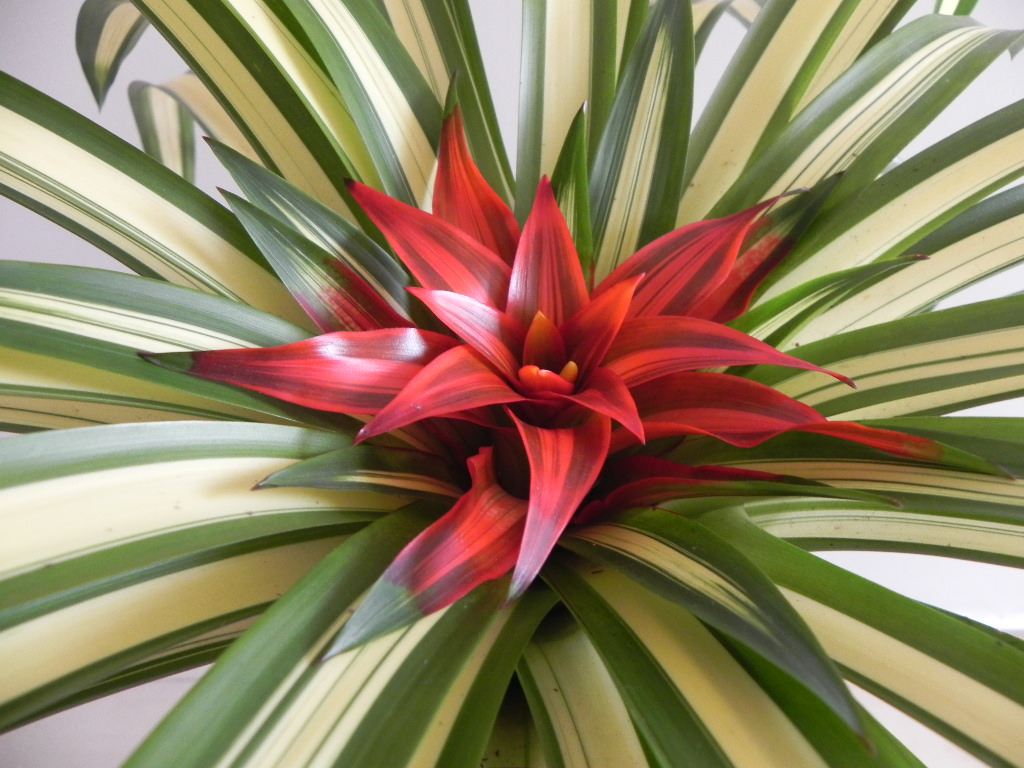 گازمانیا مینور